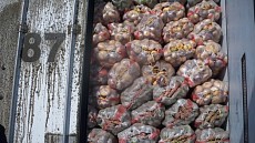 Более 165 тонн подкарантинной продукции из России, Кыргызстана, Узбекистана пытались незаконно ввезти в Казахстан