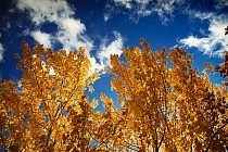 Облачная погода без осадков сохранится на всей территории Узбекистана в субботу