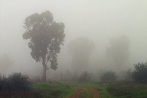 Дожди и мокрый снег ожидаются почти на всей территории Узбекистана в четверг